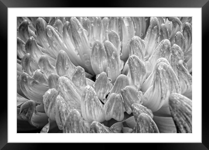 Raindrops on China Aster Flower Petals Framed Mounted Print by Rob Cole