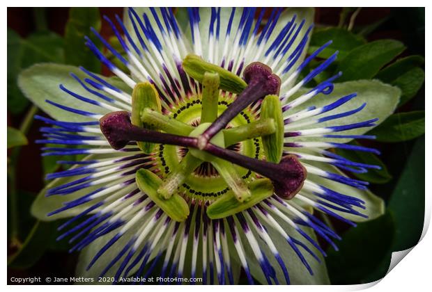 Passiflora Caerulea Print by Jane Metters