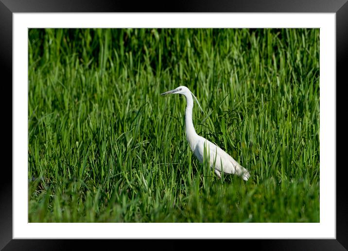 Little Egret against  backdrop of marsh vegetation Framed Mounted Print by Anahita Daklani-Zhelev