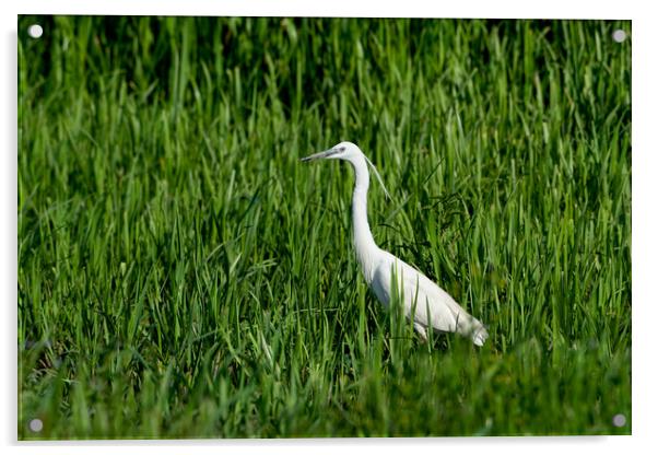 Little Egret against  backdrop of marsh vegetation Acrylic by Anahita Daklani-Zhelev