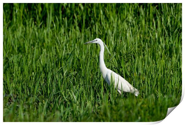 Little Egret against  backdrop of marsh vegetation Print by Anahita Daklani-Zhelev