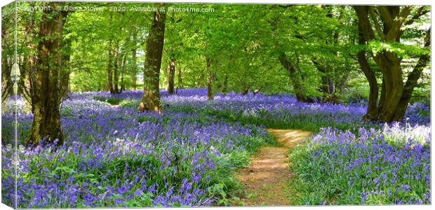 English Bluebell Wood  Canvas Print by Diana Mower