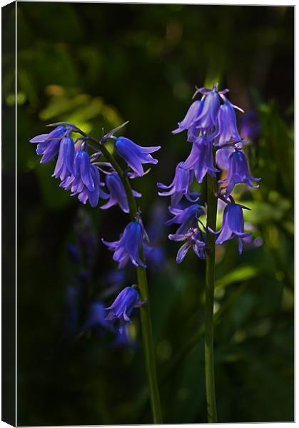 The Bluebells of Scotland Canvas Print by Jacqi Elmslie