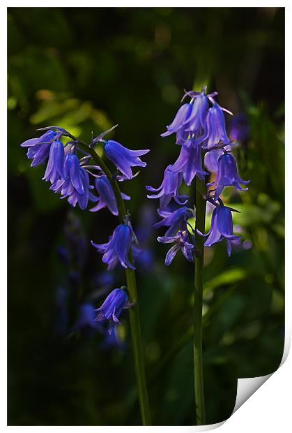 The Bluebells of Scotland Print by Jacqi Elmslie