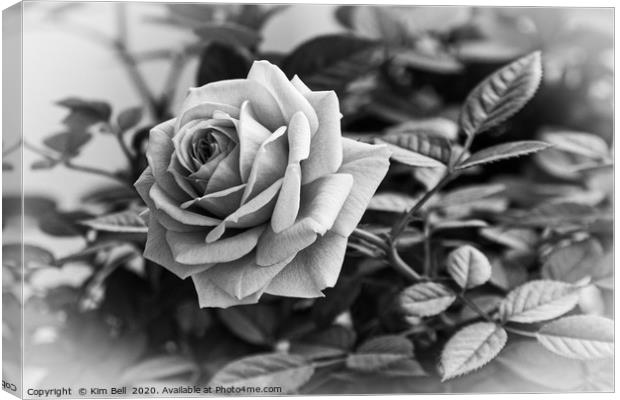 Black and White Rose Canvas Print by Kim Bell