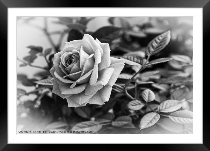 Black and White Rose Framed Mounted Print by Kim Bell