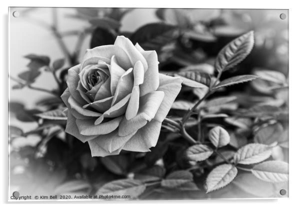 Black and White Rose Acrylic by Kim Bell