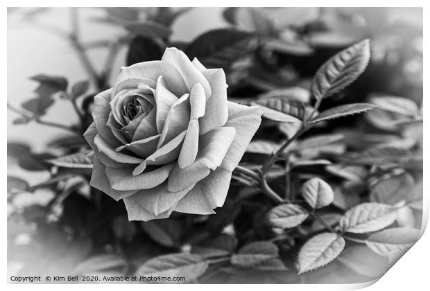 Black and White Rose Print by Kim Bell