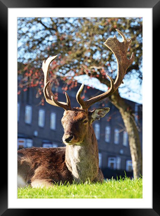 The Urban Deer Framed Mounted Print by claire chown