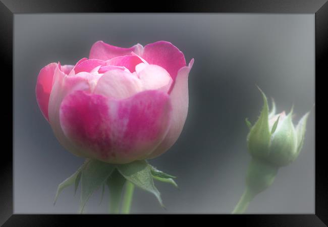 Pink Rose and Rosebud Framed Print by Jeremy Hayden