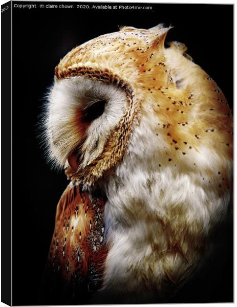 Barn owl Canvas Print by claire chown