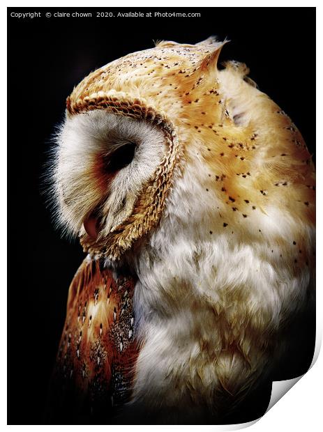 Barn owl Print by claire chown