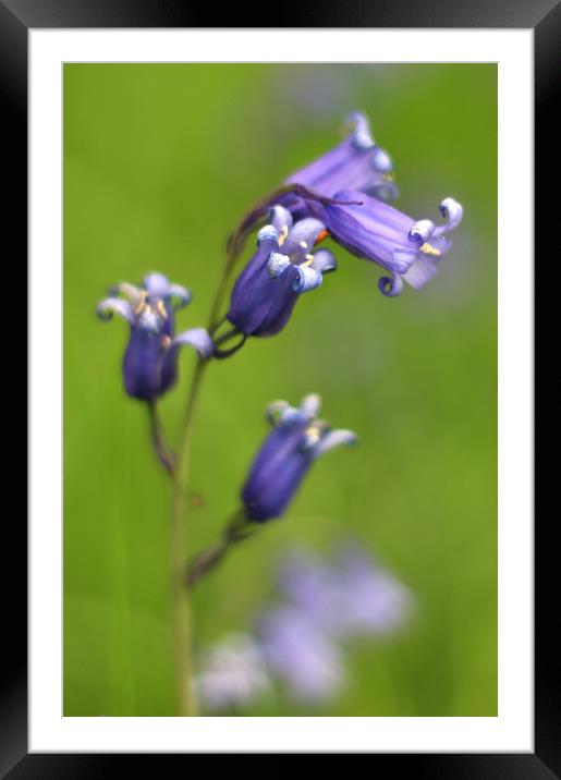 Bluebells Up Close Framed Mounted Print by Susan Snow