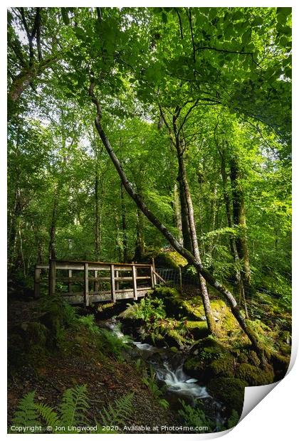 A Bridge in the Woods Print by Jon Lingwood
