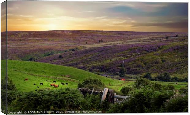 "Evening light across Commondale" Canvas Print by ROS RIDLEY