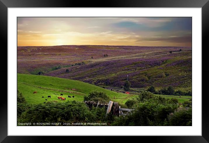 "Evening light across Commondale" Framed Mounted Print by ROS RIDLEY
