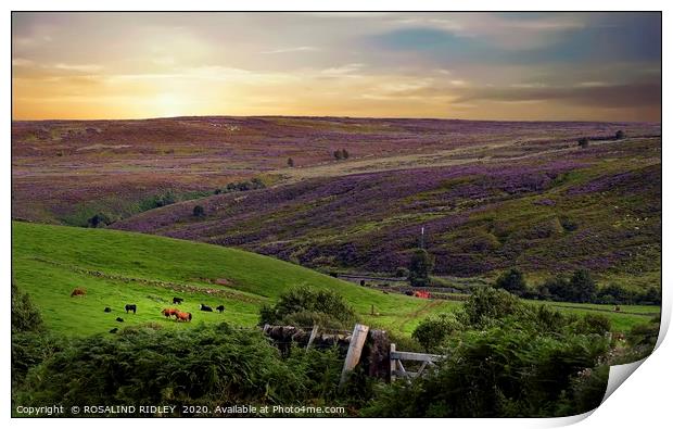 "Evening light across Commondale" Print by ROS RIDLEY