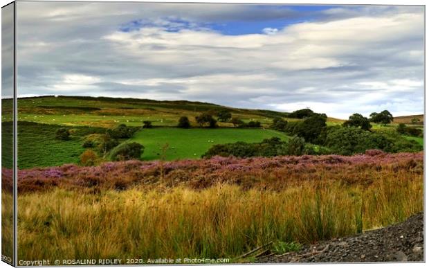 "Blue skies over Commondale Common " Canvas Print by ROS RIDLEY