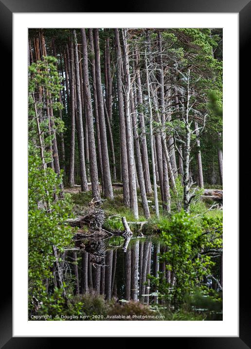Scots pines, Loch Mallachie, Highland Framed Mounted Print by Douglas Kerr