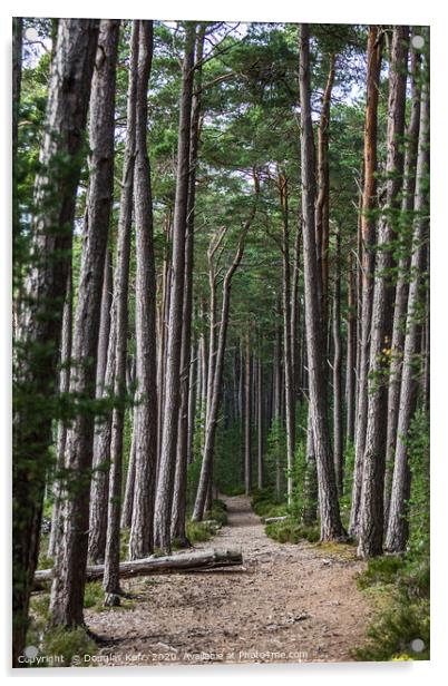 Scots pines, Loch Mallachie, Highland Acrylic by Douglas Kerr