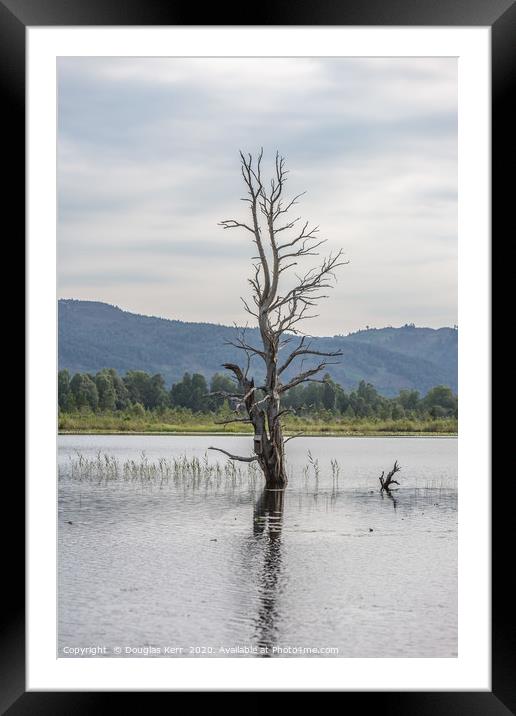 Lone tree and bird box, Loch Mallachie. Highlands. Framed Mounted Print by Douglas Kerr