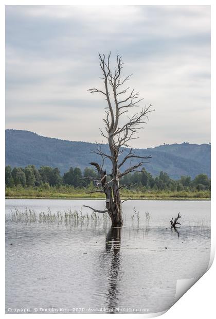 Lone tree and bird box, Loch Mallachie. Highlands. Print by Douglas Kerr