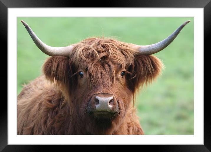 Majestic Highland Cow The Pride of Scotland Framed Mounted Print by Simon Marlow
