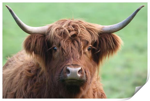 Majestic Highland Cow The Pride of Scotland Print by Simon Marlow