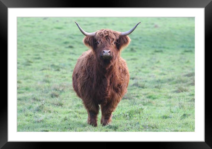 Highland Cow in a field Framed Mounted Print by Simon Marlow