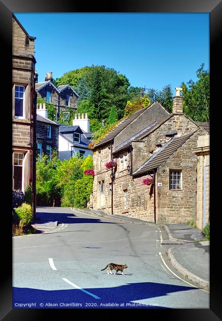 Cat and Cottage Matlock  Framed Print by Alison Chambers