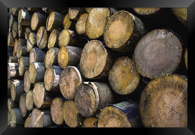 The Log pile Framed Print by Wayne Molyneux