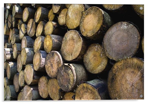 The Log pile Acrylic by Wayne Molyneux