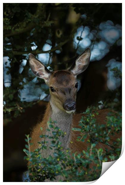 Young Red Deer Print by rawshutterbug 