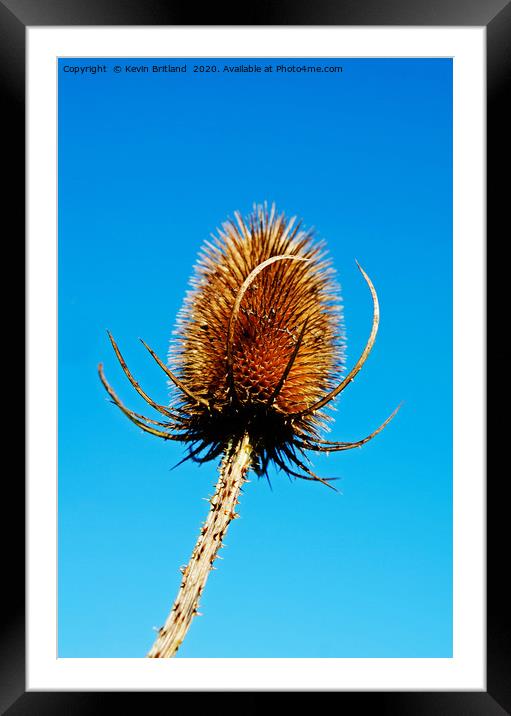 Teasel seed head Framed Mounted Print by Kevin Britland