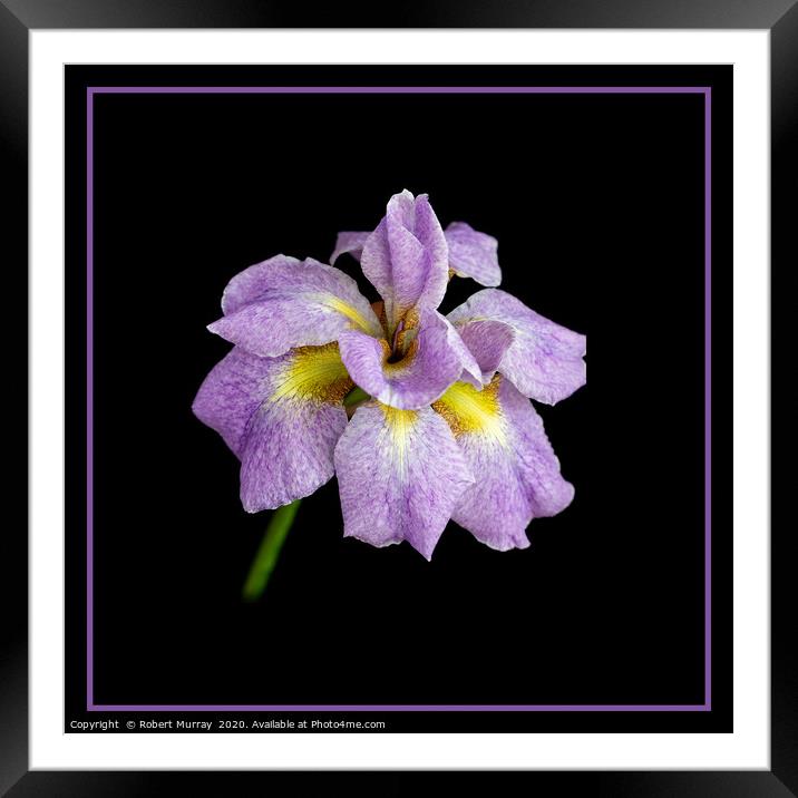 Iris Framed Mounted Print by Robert Murray
