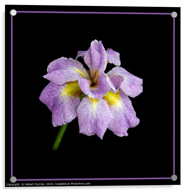 Iris Acrylic by Robert Murray