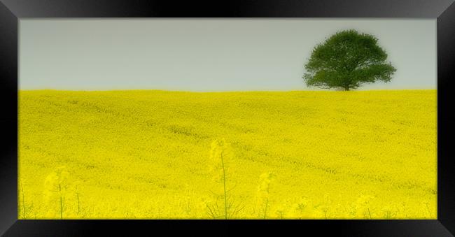 Mellow Yellow Framed Print by Wayne Molyneux