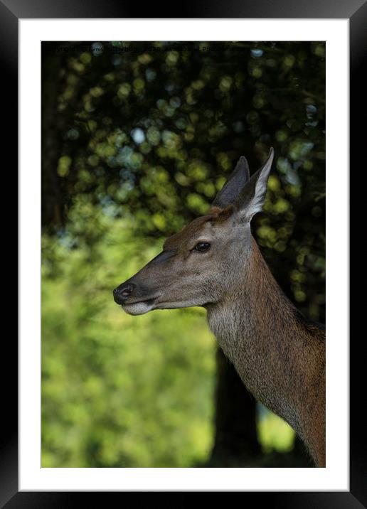 Red Deer Encounter Framed Mounted Print by rawshutterbug 