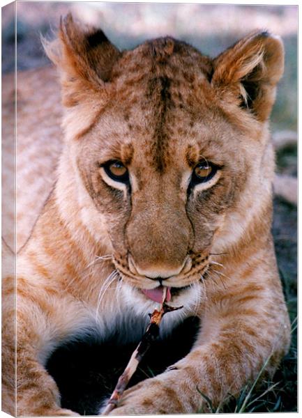 Coy Lioness Chewing a Stick, Antelope Park, Zimbab Canvas Print by Serena Bowles