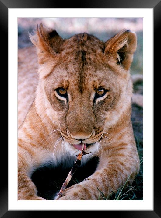 Coy Lioness Chewing a Stick, Antelope Park, Zimbab Framed Mounted Print by Serena Bowles