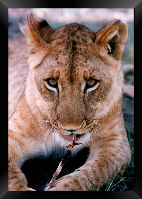 Coy Lioness Chewing a Stick, Antelope Park, Zimbab Framed Print by Serena Bowles