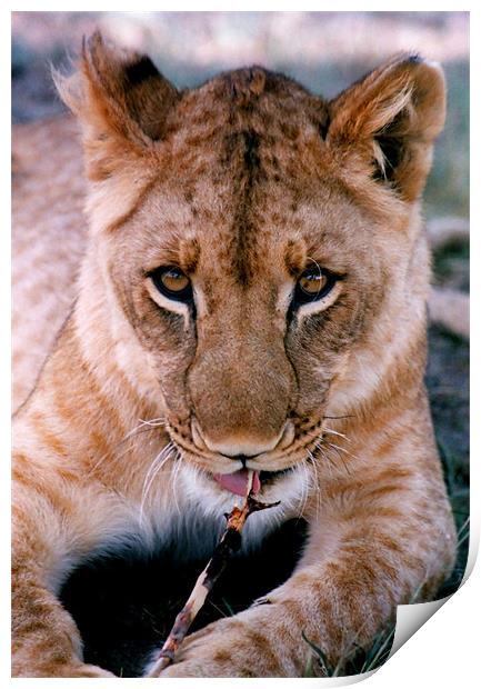 Coy Lioness Chewing a Stick, Antelope Park, Zimbab Print by Serena Bowles