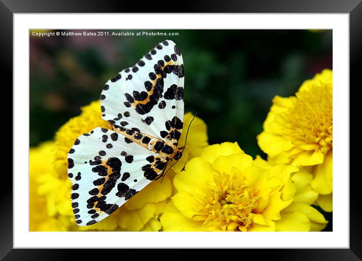Magpie Moth Framed Mounted Print by Matthew Bates