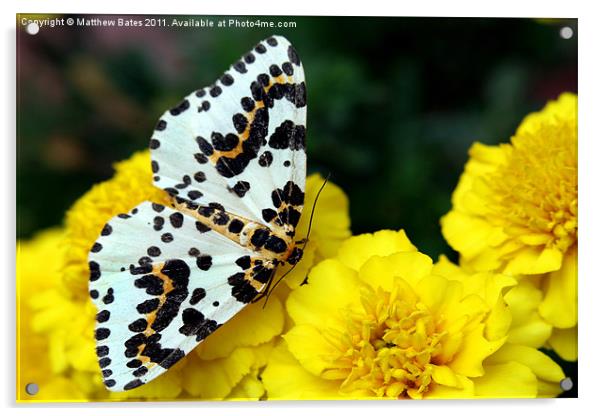 Magpie Moth Acrylic by Matthew Bates