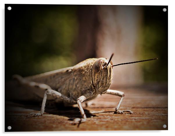 The Locust Siesta Acrylic by Aj’s Images