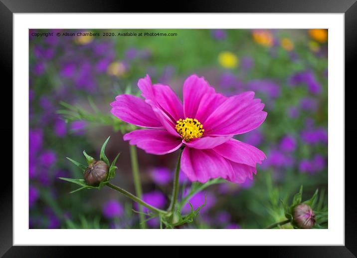 Cosmos Flower Framed Mounted Print by Alison Chambers