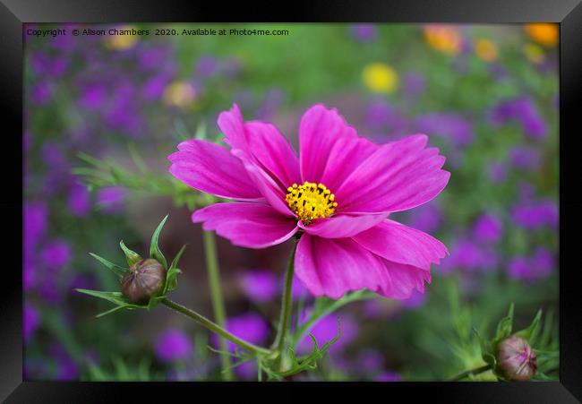 Cosmos Flower Framed Print by Alison Chambers