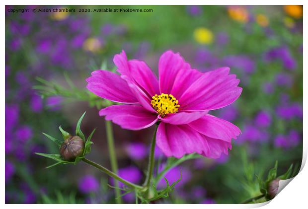 Cosmos Flower Print by Alison Chambers