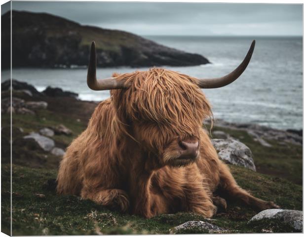 Highland Cow Canvas Print by Chris Davis