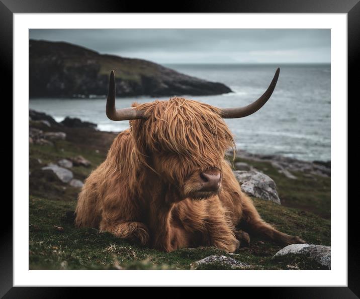 Highland Cow Framed Mounted Print by Chris Davis